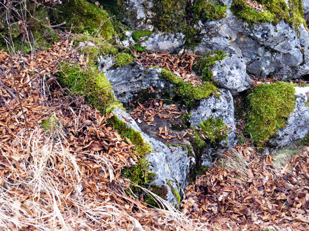 Граде нову стазу до Савине столице